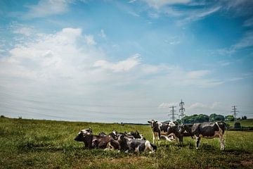 Limburg Cows