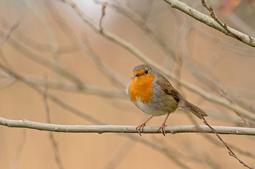 Robin