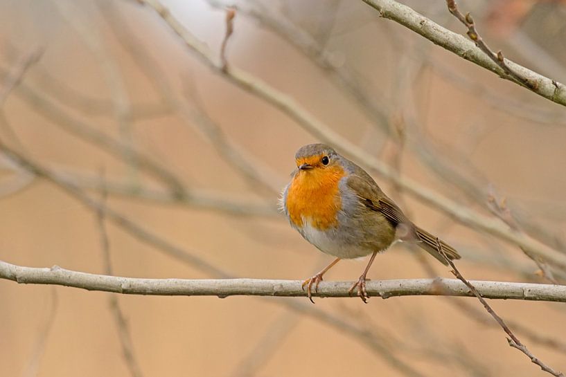 Robin par Kristof Lauwers