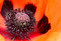 Poppy