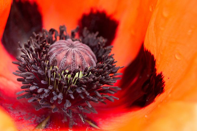 Poppy by Judith van der Graaf