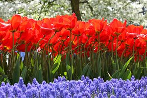 Tulipes au Keukenhof