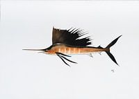 Fisch Serie C
