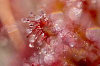 The Sundew