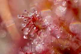 The Sundew by René Roelofsen