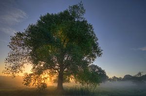 Landschap - Mist