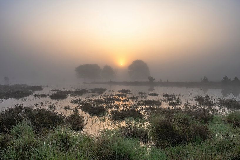 Leersum field part 47 by Tania Perneel