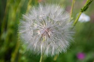 Wiesenbocksbart
