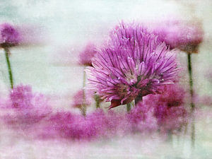 Schnittlauch (  Allium schoenoprasum ) in Pastell