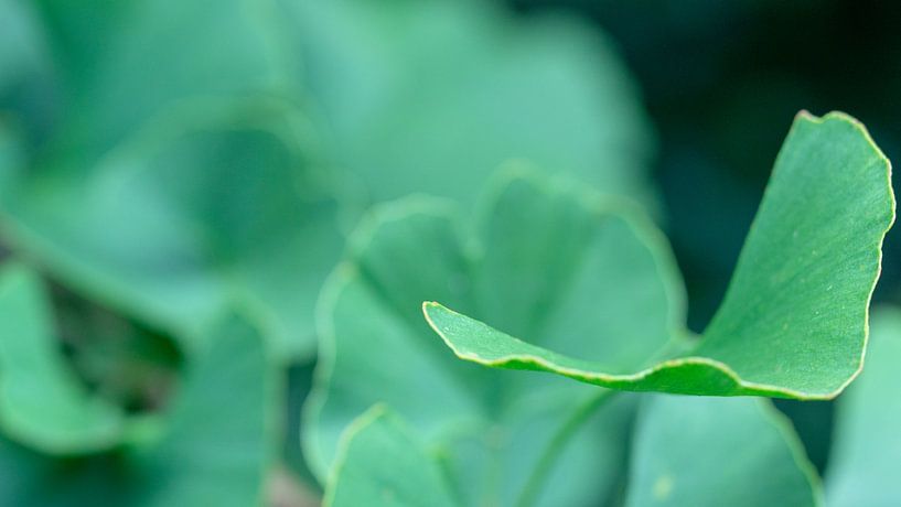 Ginko biloba van Annemarie Arensen