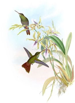 Rieffer's Amazili, John Gould van Hummingbirds