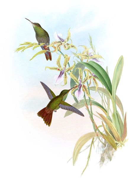 Rieffer’s Amazili, John Gould by Hummingbirds