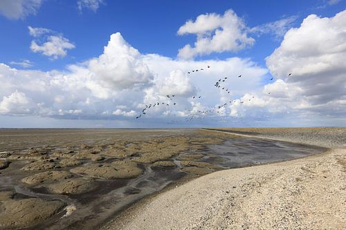 Ganzen boven het droge Wad - Natuurlijk Wadden