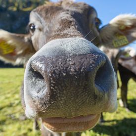Where the cow greets the hiker by Walter G. Allgöwer