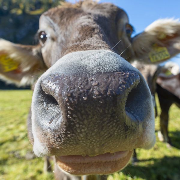 Waar de koe de wandelaar begroet van Walter G. Allgöwer