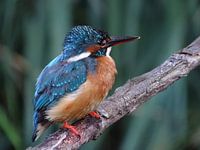Common Kingfisher.