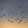 Vogels vliegen tijdens de zonsopkomst van Percy's fotografie