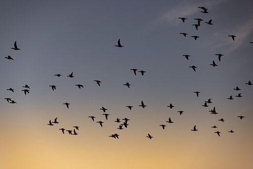 Vogels vliegen tijdens de zonsopkomst