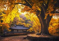 Yellow house