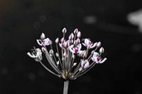Zwanebloem