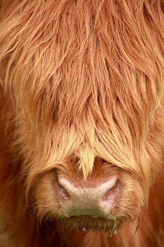 Porträt eines jungen schottischen Highlanders 2