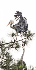 Heron dance by natascha verbij
