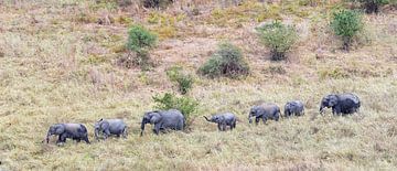 Wildlife: Herd of elephants migrates across the savannah in Tarangire National Park in Tanzania by Rini Kools