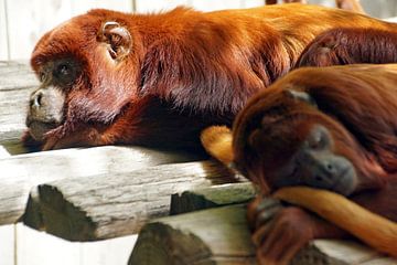 the red howler monkey roared off to sleep by wil spijker
