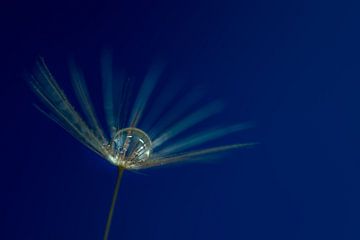 Paardebloem zaadje voor blauwe achtergrond.