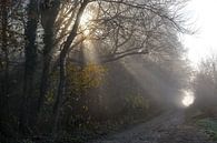 Zonnestralen schijnen door de bomen op een smalle landweg aan de rand van het bos op een wazige ocht van Maren Winter thumbnail