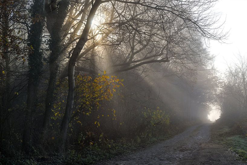 Zonnestralen schijnen door de bomen op een smalle landweg aan de rand van het bos op een wazige ocht van Maren Winter