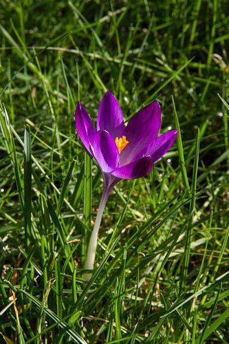  Een paarse crocus in het gras
