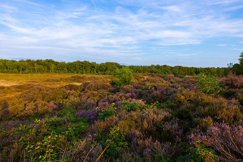 De Amerongse Heide