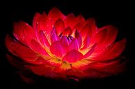 Dahlia on Fire van Simone Karis thumbnail