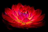 Dahlia on Fire