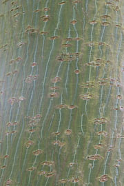 Close-Up van de schors van een boom van Suzan Rogge
