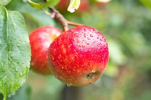 Ein Apfel hängt an einem Apfelbaum in einem Obstgarten