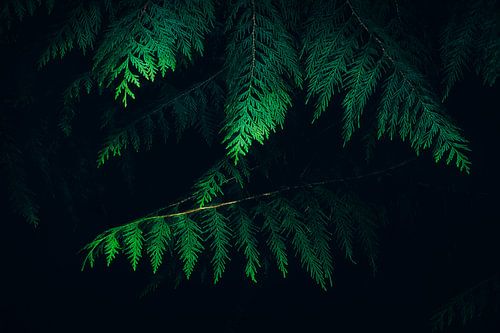 Fractal Twilight – Green Leaves in the Dark