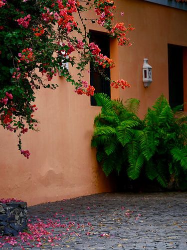 Fleur de Bougainville contre un mur orange