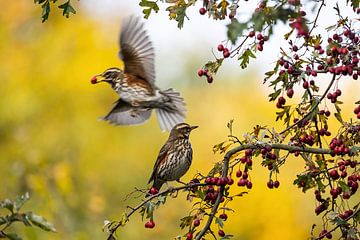 Roodwieken in de & bij de natuurlijke meidoornbessenstruik van Manuela Meyer