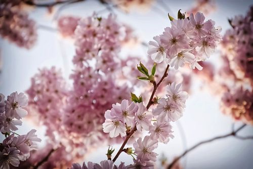 Filigraan kersenbloesems in pastelkleuren