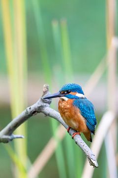 Eisvogel (Alcedo atthis) von Dirk Rüter