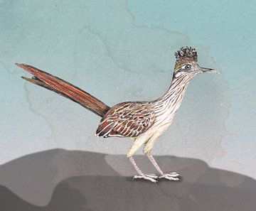 Roadrunner by Bianca Wisseloo