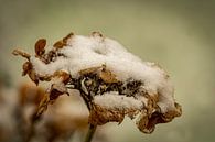 Hortensia in de sneeuw van Marjolein van Middelkoop thumbnail