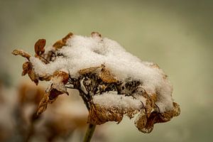 Hortensie im Schnee