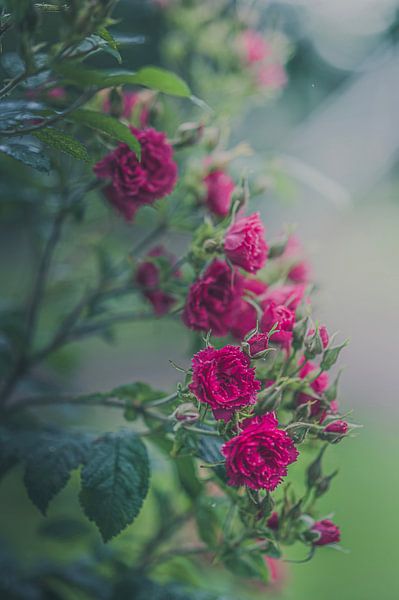 Rot und schön von Robby's fotografie