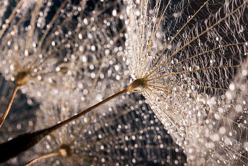 Waterdruppeltjes op pluisjes in het licht
