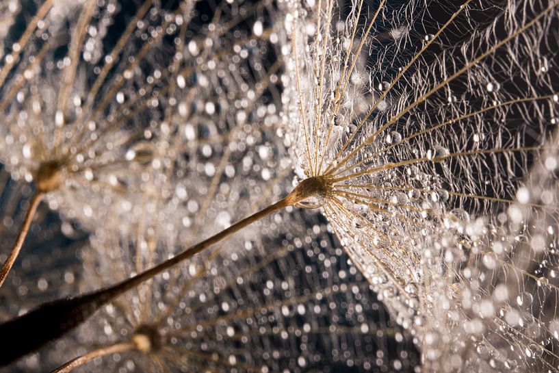 water droplets on fluff in the light by Marjolijn van den Berg