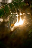 Golden hour in the forest