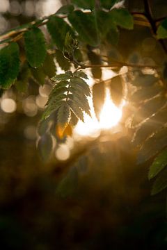 Goldene Stunde im Wald von Jolijn Gommans